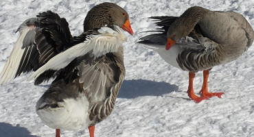 Kde chovat husy v chladném období?